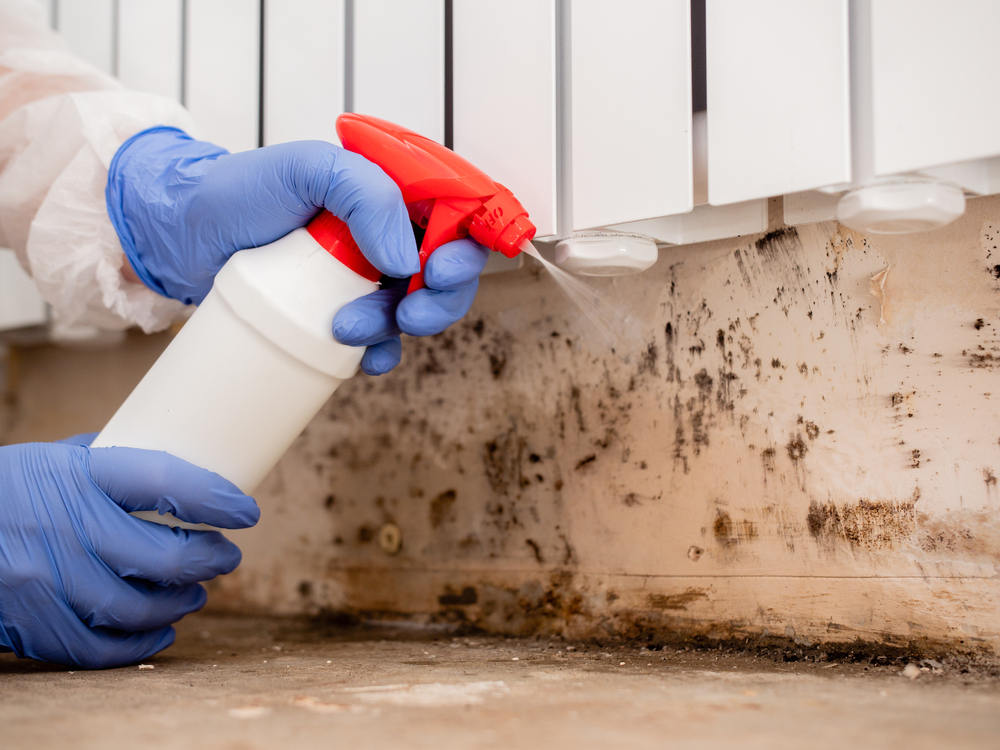 Expert Mold Remediation Services You Can Trust